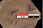 Foto (Detailansicht) von Glyptostrobus europaeus Brongniart (NHMW-GEO-2024-0188-0165)